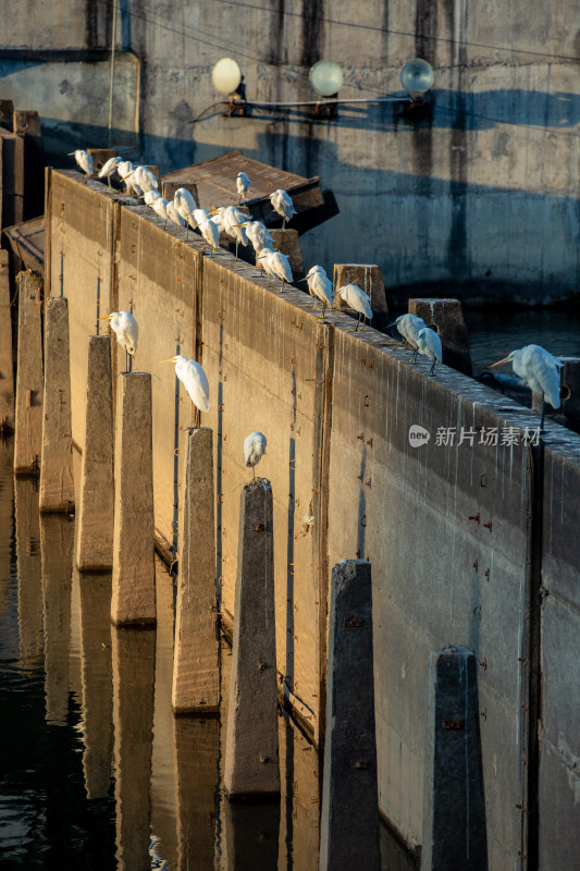 一群栖息在坝上的白鹭