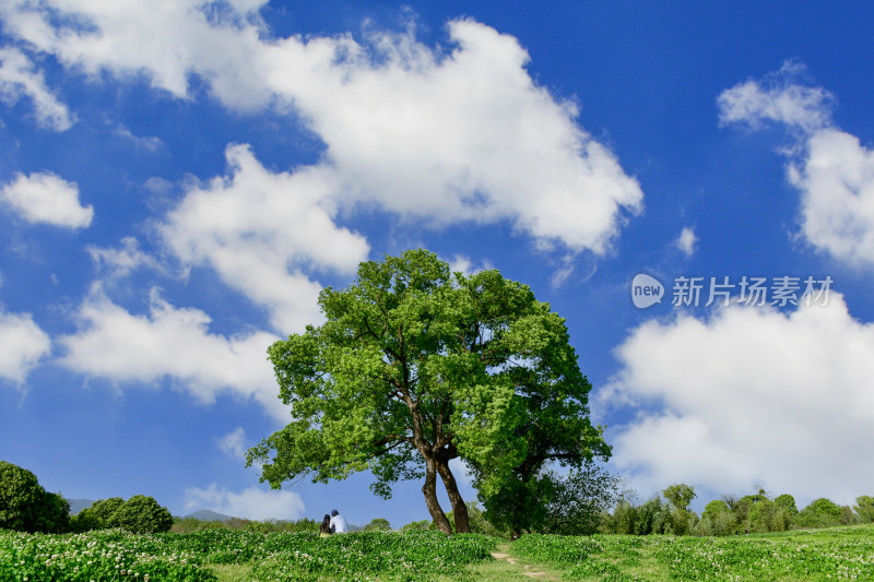 草地大树下的休闲场景蓝天白云背景