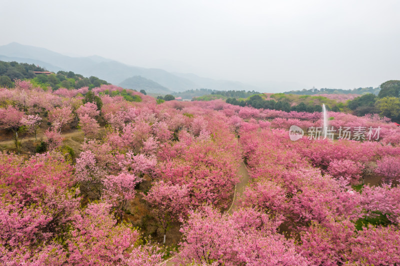 湖南省常宁市百万樱花园航拍风光