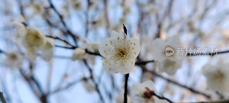 盛开的白梅花特写