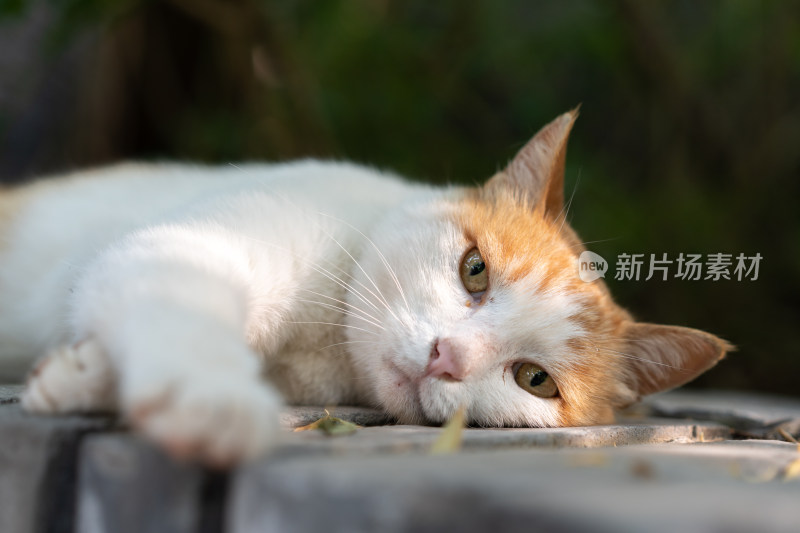 躺在墙上休息小猫旅行假日