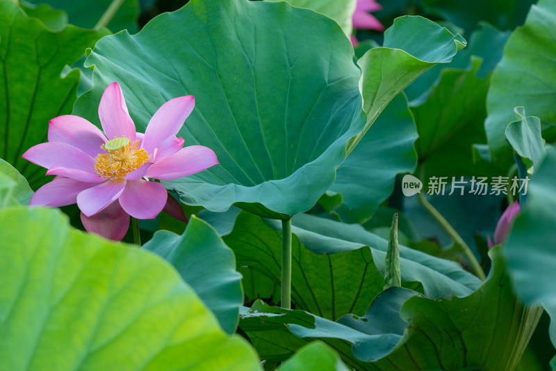 夏日池塘荷花