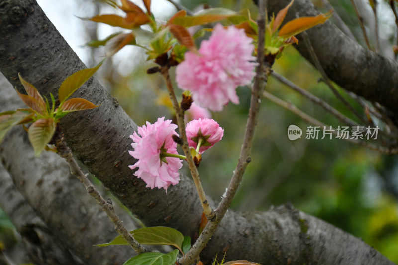 粉色樱花特写