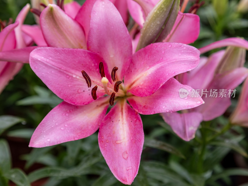 百合花，粉色花，花朵，美丽的花，花簇