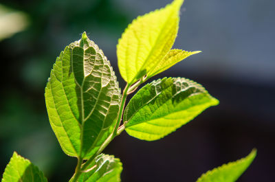 微距特写绿色植物叶片