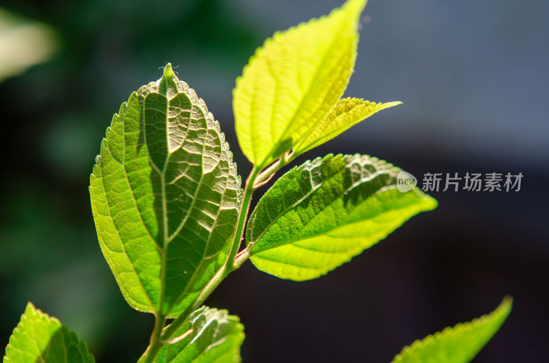 微距特写绿色植物叶片