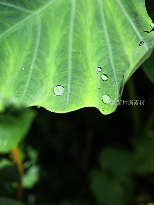 春天绿色的树叶叶子和上面的雨滴水滴露水