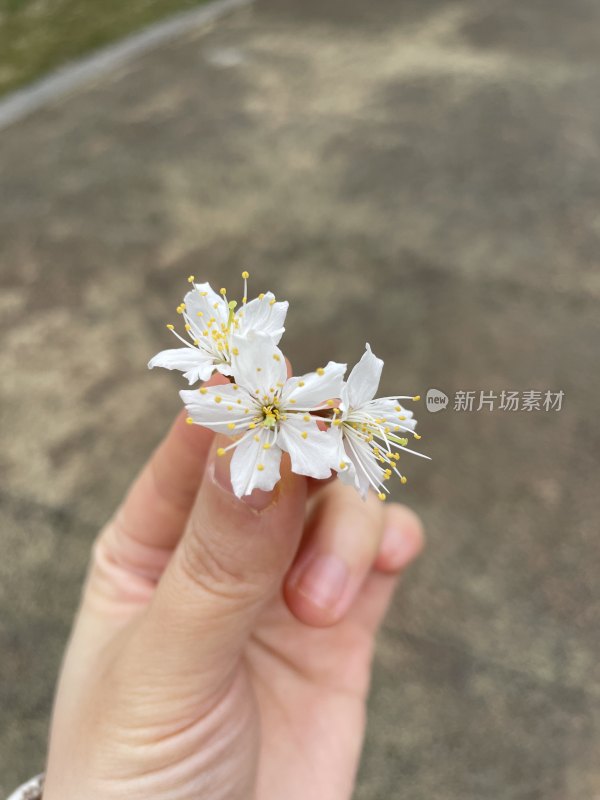 手握的白色樱花