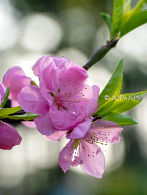春天的桃花开花特写