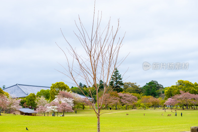 日本奈良公园自然风光