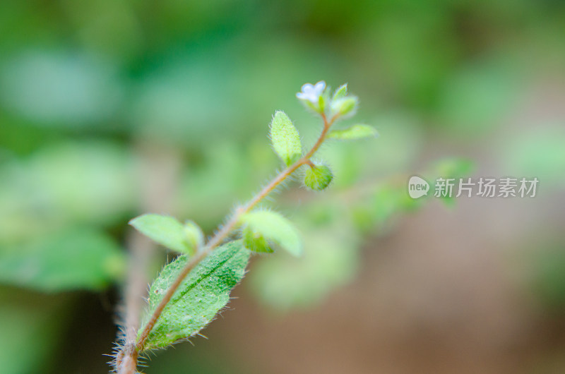 一枝斑种草小花特写