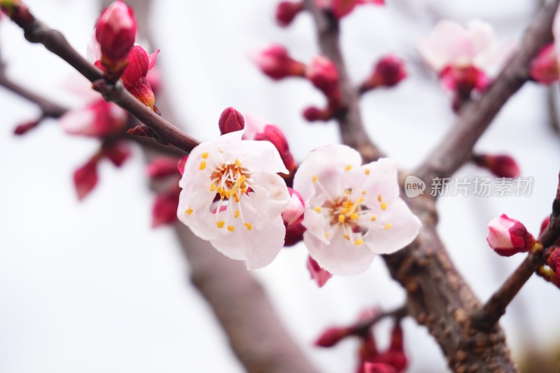 盛开的梅花和梅花花苞特写