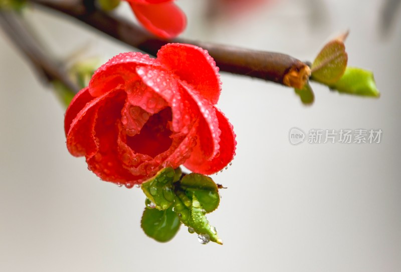 重庆酉阳：海棠花开红似火