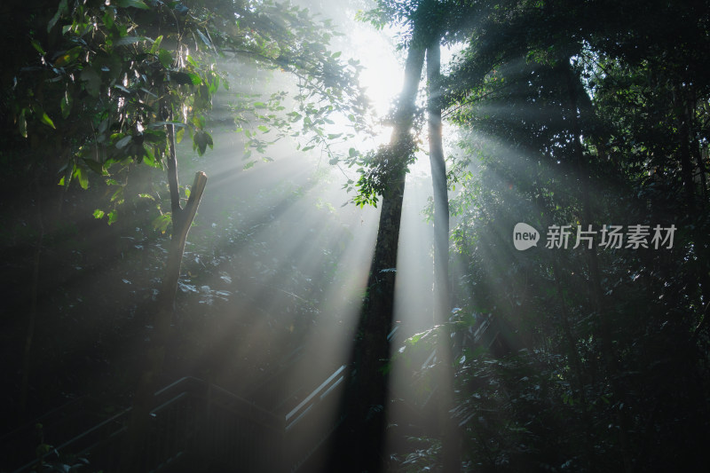森林中阳光透过树木的丁达尔现象