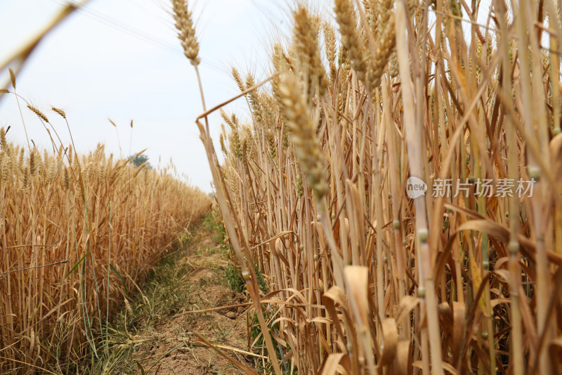 麦田麦子地成熟的小麦