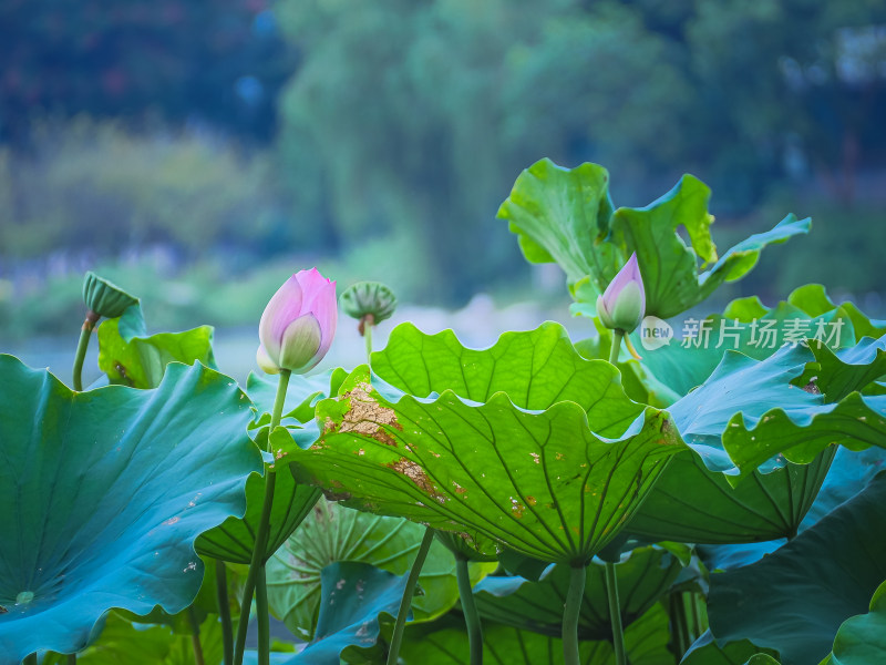 池塘里的荷花