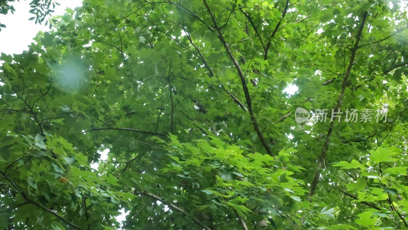 茂密绿树繁茂枝叶