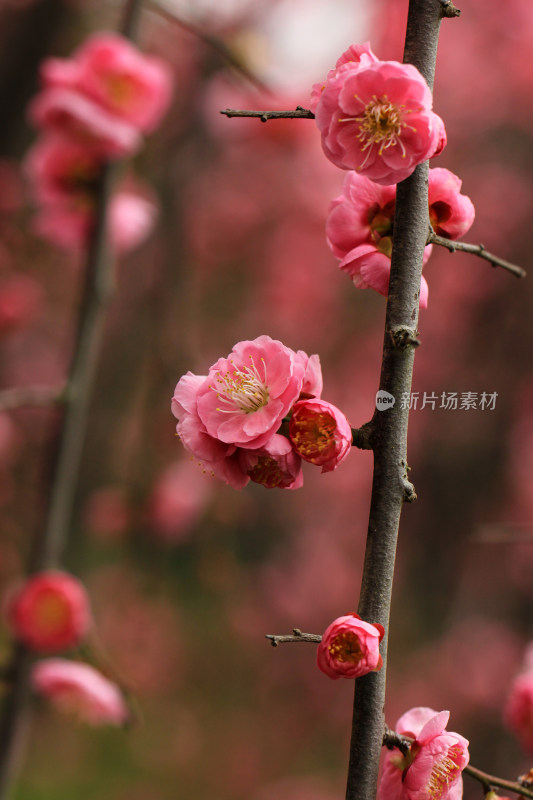 春天梅花盛开