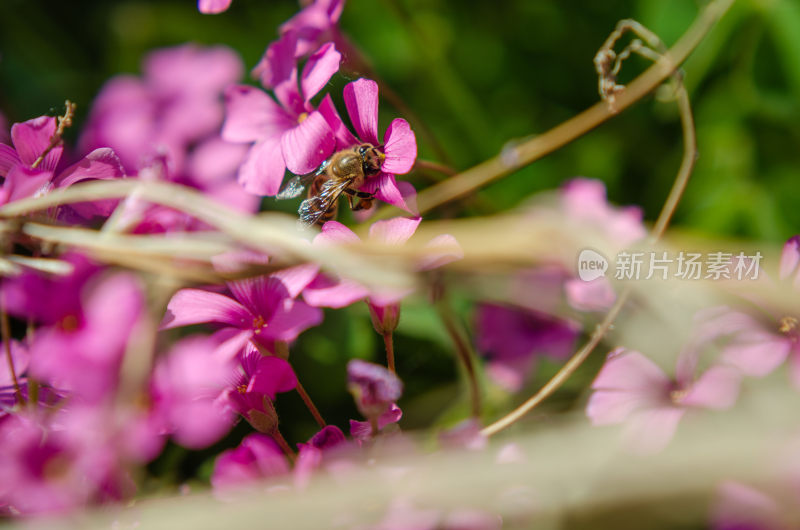 蜜蜂采蜜特写