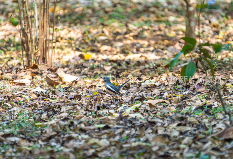 鹊鸲栖息在树叶上的特写镜头