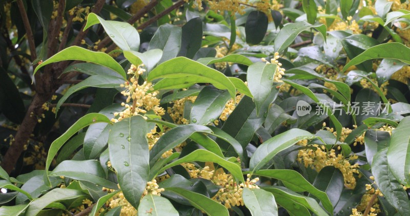 淡雅的黄色花朵桂花