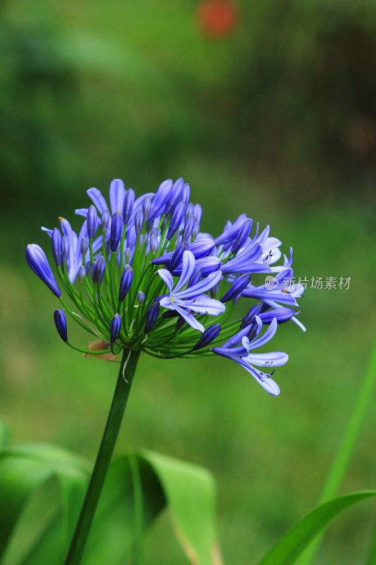 绿化植物欧石竹花