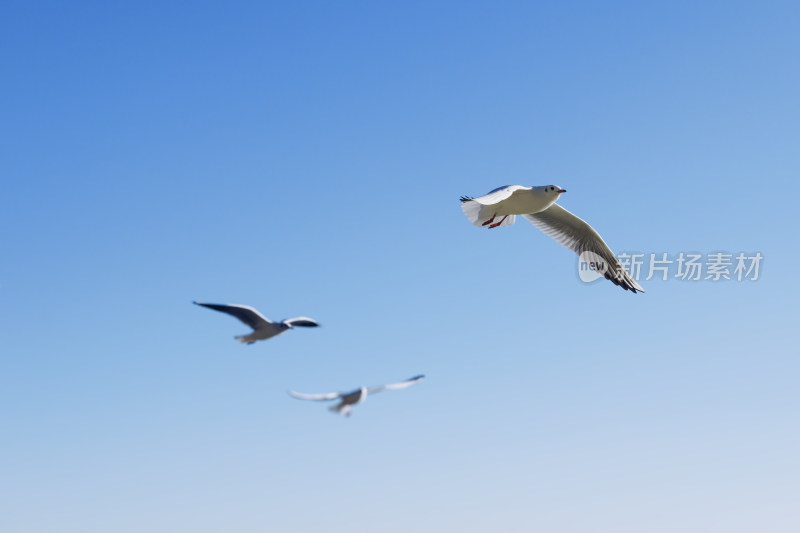 云南昆明-三只在蓝天下飞行的红嘴鸥