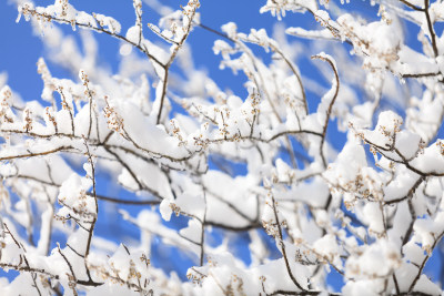 树枝雪景特写