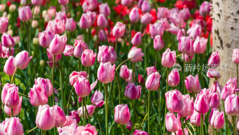 大片郁金香花海景观