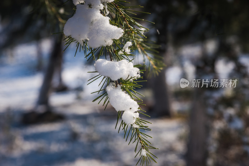 冬日松树上的雪