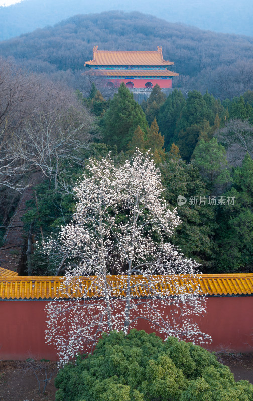 南京明孝陵古建筑前盛开的繁花