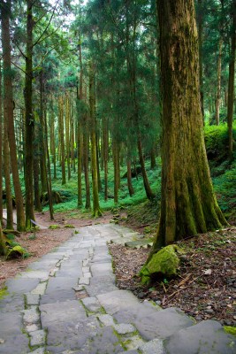 阿里山