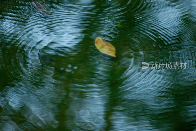 水波纹树叶