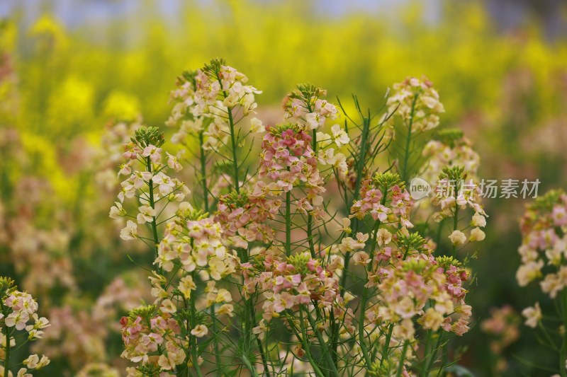 汉中皇塘的油菜花