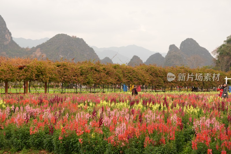 花丛中设景观，远处有山的多彩花田