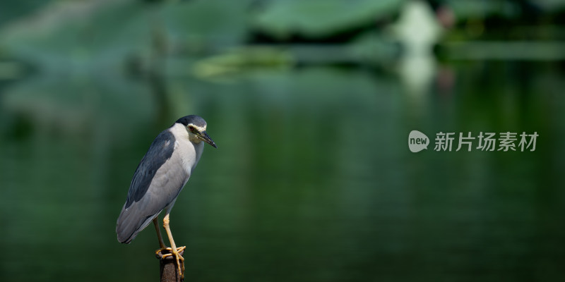 夜鹭（Nycticorax nycticorax）