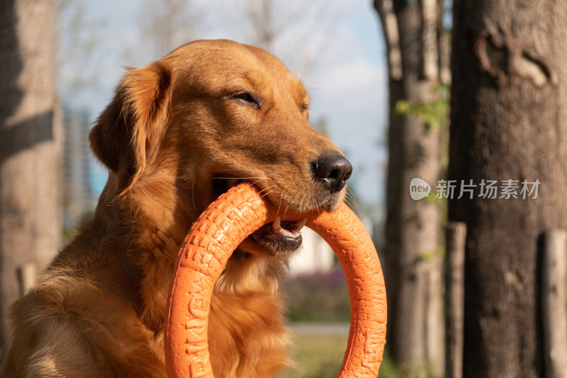 金毛犬玩耍的快乐瞬间 金毛犬与橙色玩具