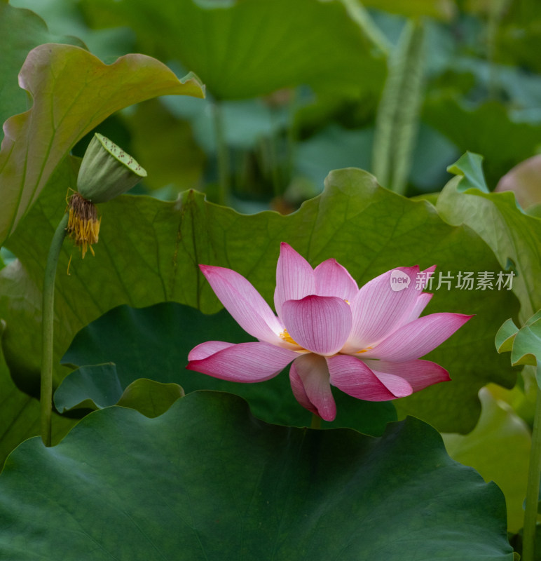 粉色荷花特写镜头