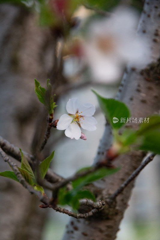 杭州钱塘江樱花大道花朵娇艳