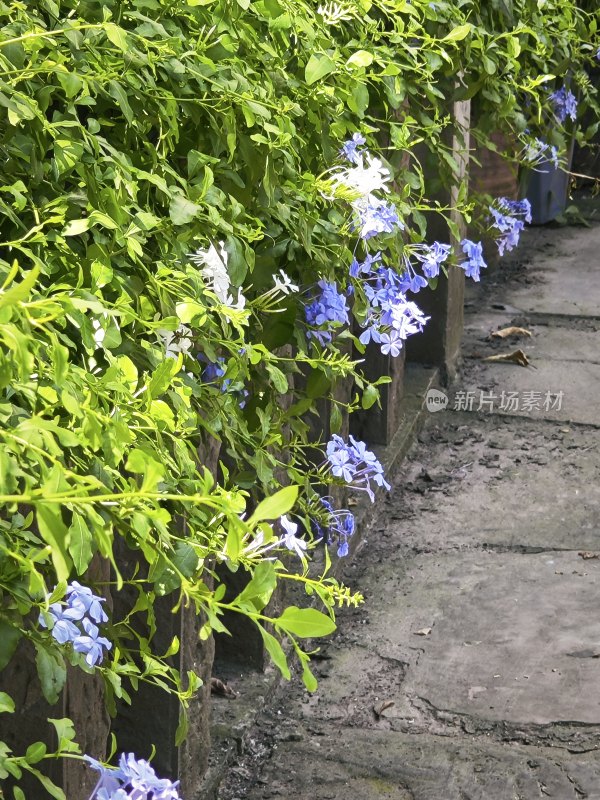 路边蓝花绿叶植物景观