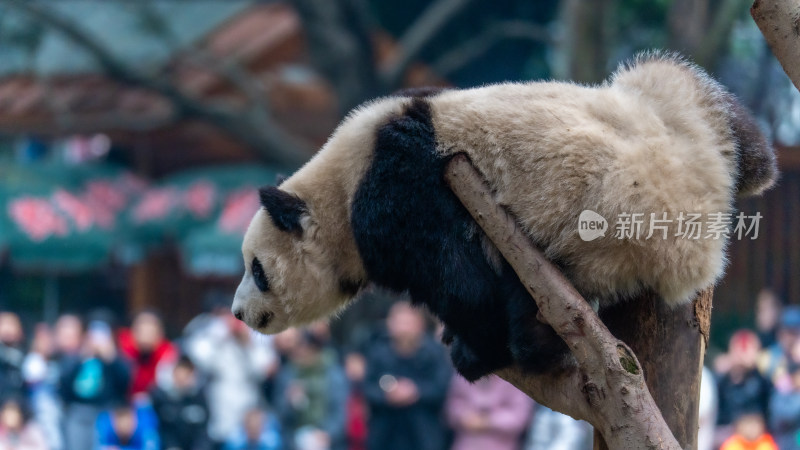 爬树的大熊猫