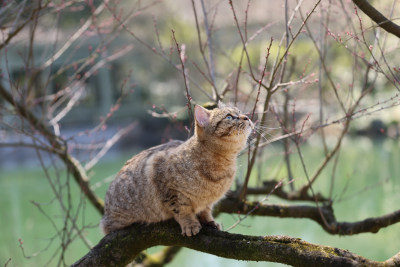 杭州西湖花港观鱼的流浪猫狸花猫