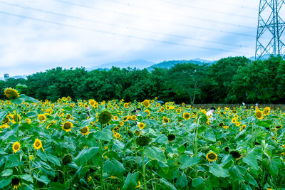 深圳石岩陌上花公园向日葵