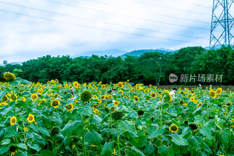 深圳石岩陌上花公园向日葵