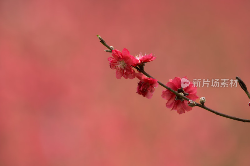 盛开的粉色桃花特写