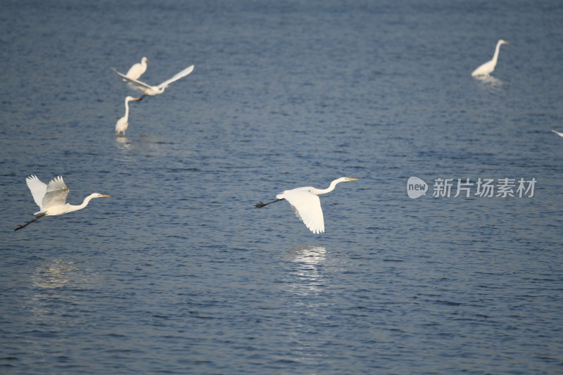 湿地中野生白鹭