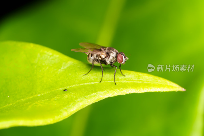 绿叶上的红眼苍蝇特写