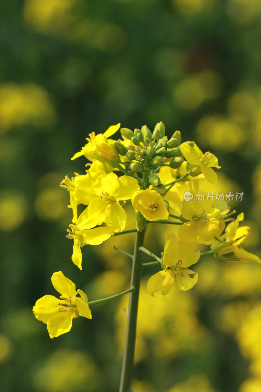 油菜花盛开