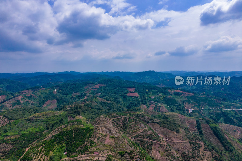 山川丘陵橙子橘子种植基地航拍摄影图