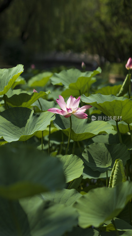 夏季公园荷塘荷叶丛中荷花特写